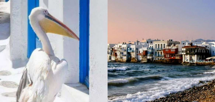 Ο Δήμος Μυκόνου προστατεύει την βιτρίνα του νησιού τον πελεκάνο του