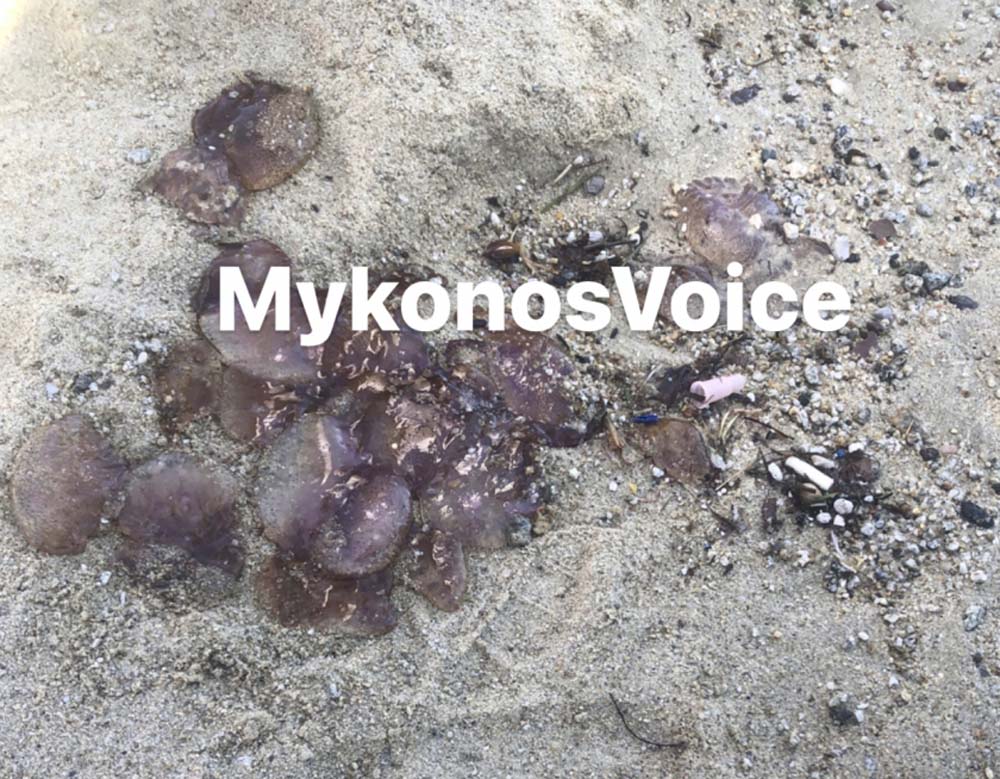 Γέμισε τσούχτρες η παραλία στον Ορνό