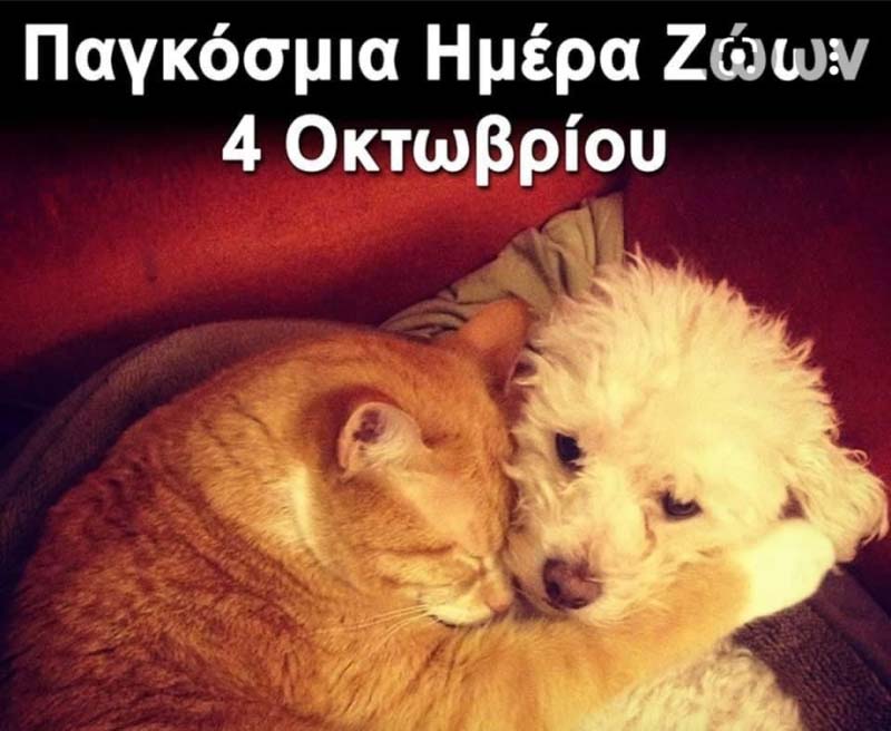 Ένα τόνο ζωοτροφές στην φιλοζωική Μυκόνου από το ίδρυμα Florios Foundation
