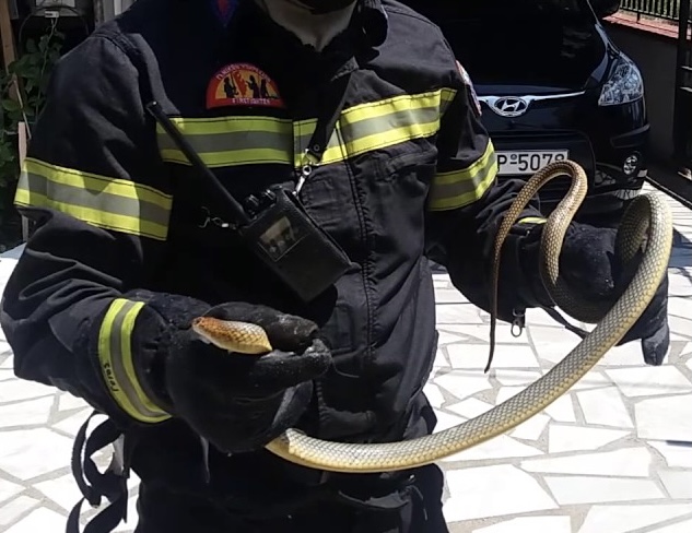 Φίδια έζωσαν την Μύκονο αυτό το καλοκαίρι