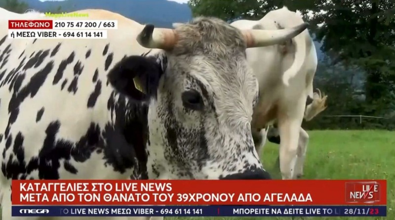 Επικίνδυνες «περατζάδες» αγελάδων – Νέες καταγγελίες